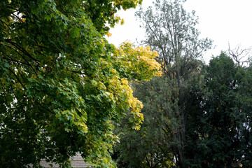 Vibrant autumn foliage amidst a serene landscape in the park