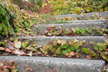 Steps covered in autumn leaves at a serene park in fall