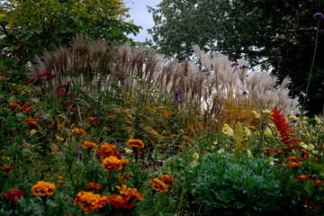 Fototapeta premium Colorful garden filled with autumn blooms and tall grasses swaying