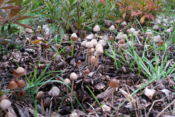 Mushrooms emerging from the earth in a lush green garden scene