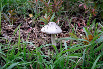 Mushroom rises amid green grass in a serene natural setting