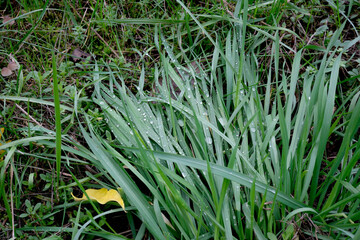 Dew drops glisten on green grass blades during morning light