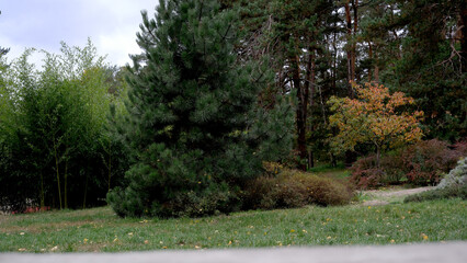 Fototapeta premium Lush greenery and vibrant trees in a peaceful park setting