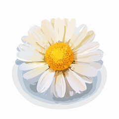 Delicate Daisy Illustration with Watercolor Texture for Spring and Summer Themes
