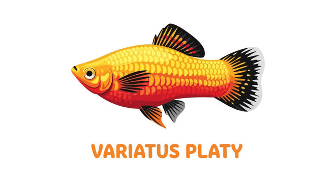 Vibrant Variatus Platy Fish Illustration on White Background