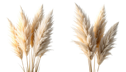 Pampas grass close-up with soft beige tones isolated on transparent background