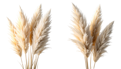 Pampas grass close-up with soft beige tones isolated on transparent background