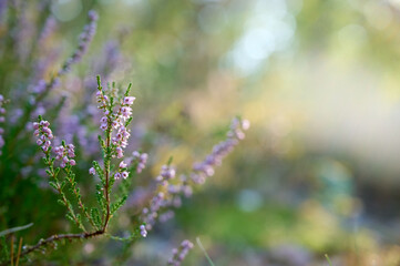 Fototapeta premium Pink common heather (Calluna vulgaris) blossoming outdoors.