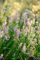 Pink common heather (Calluna vulgaris) blossoming outdoors.
