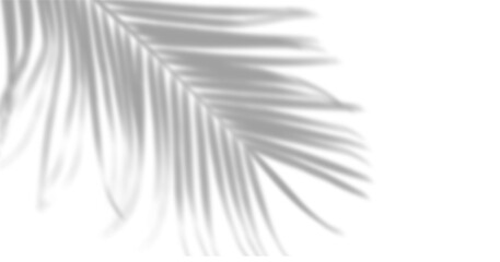 Leaf shadow overlay effect. Realistic transparent Palm leaf shadow isolated on white background. Blurry Tropical Coconut Leaf Overlay