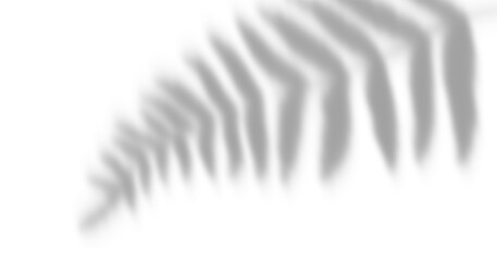 Blurred Fern leaf Shadow Overlay effect PNG for Elegant Tropical Background and Cosmetic Mockups © Neo GT