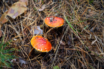 Fly agaric on autumn forest background.