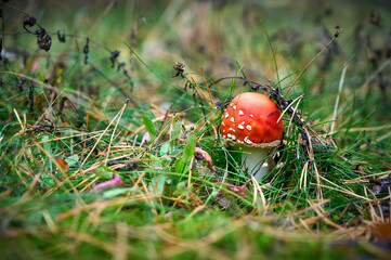 Fly agaric on autumn forest background.