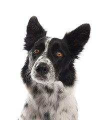 Cute Border Collie dog on white background