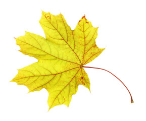 Obraz premium One maple leaf isolated on white. Autumn season