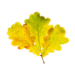 Beautiful oak leaves isolated on white. Autumn season