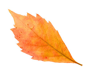 One beautiful autumn leaf isolated on white
