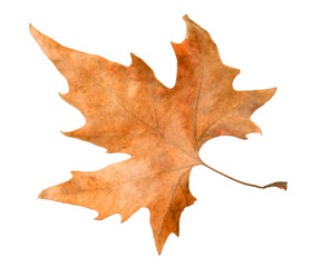 One dry maple leaf isolated on white. Autumn season
