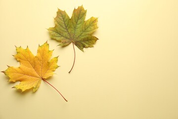 Beautiful autumn leaves on beige background, flat lay. Space for text