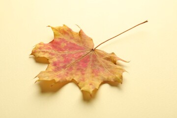 Beautiful autumn leaf on beige background, closeup