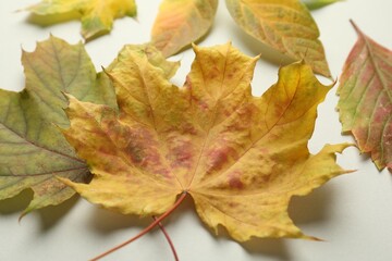 Beautiful autumn leaves on white background, closeup