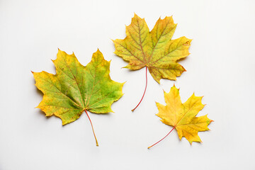 Beautiful autumn leaves on white background, flat lay