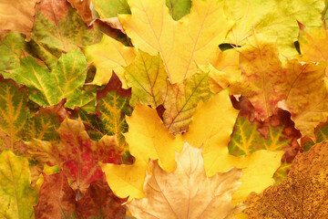 Beautiful autumn leaves as background, top view