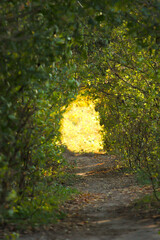autumn leaves on the ground,a tunnel of plants