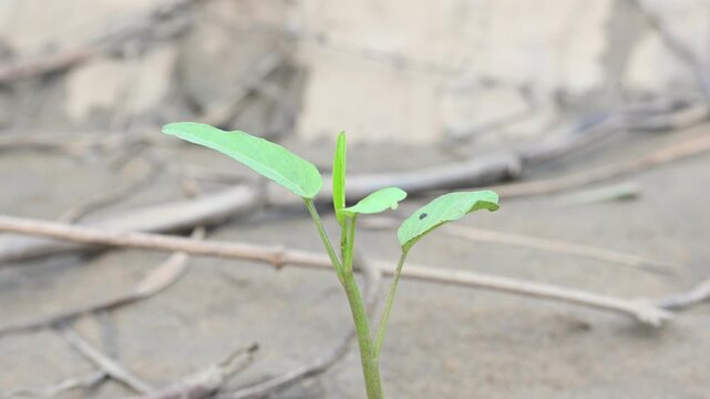 Water spinach in river bank. Its other common names&nbsp;Ipomoea aquatica and &nbsp;kangkung. This is a semi aquatic,&nbsp;tropical&nbsp;plant grown as a&nbsp;vegetable&nbsp;for its tender shoots. It grows abundantly near waterway