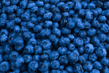Fresh blueberry background. Texture blueberry berries close up.