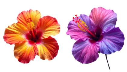 Red-brown hibiscus blooms with vibrant multi-colored petals isolated on transparent background