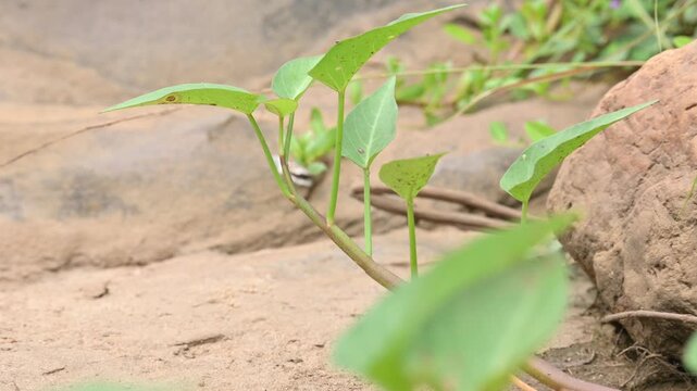 Water spinach in river bank. Its other common names&nbsp;Ipomoea aquatica and &nbsp;kangkung. This is a semi aquatic,&nbsp;tropical&nbsp;plant grown as a&nbsp;vegetable&nbsp;for its tender shoots. It grows abundantly near waterway