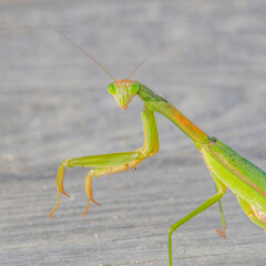 Praying Mantis in the The Bogs, Mattapoisett River Reserve, southeastern Massachusetts