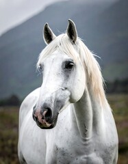 Obraz premium Portrait of a white horse