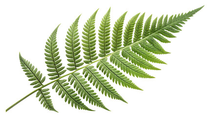 Single fern leaf with rich texture and detailed fronds, isolated on transparent background, clean botanical lighting, vivid green tone.