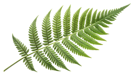 Single fern leaf with rich texture and detailed fronds, isolated on transparent background, clean botanical lighting, vivid green tone.