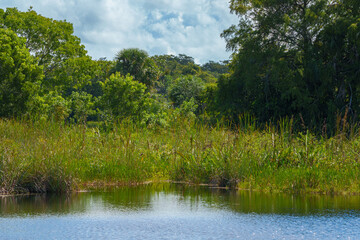 Florida Landscape