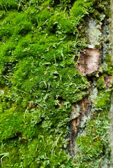 Green moss on the bark of an old tree close-up. Selective focus