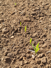Young sprouts of corn on the field. The beginning of spring.