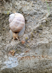 Snail crawling on the stone for background and text.