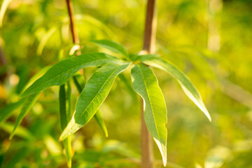 Closeup Vitex agnus castus leaf outdoors, healing herb, narrow green leaflets, herbal plant, like cannabis, medicinal use, botany, traditional remedy, eco friendly plant, organic phytomedicine