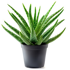 Aloe vera plant with juicy fleshy leaves in a black pot