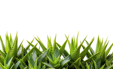 Green aloe vera with a leaf texture embodies the power of nature and freshness.