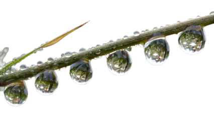 Row of crystal-clear raindrops hanging from a thin branch, isolated on transparent background, refracted reflections, macro realism.