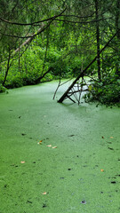 Green algae on the surface of the water in the summer forest.