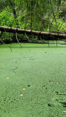 Green algae on the surface of the water in the summer forest.