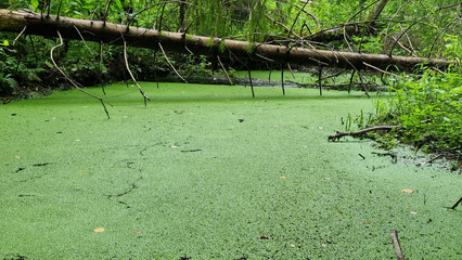 Green algae on the surface of the water in the summer forest.