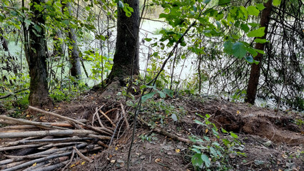 Dangerous hole in the forest. A beaver hole in the ground.