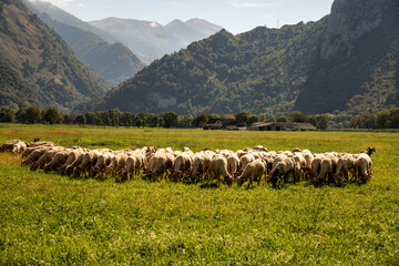 Schafherde am Fusse der Pyren&auml;en