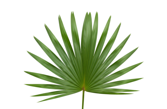 Green palm leaf isolated on transparent background in close up view